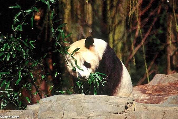 Giant Pandas005-by John White.jpg