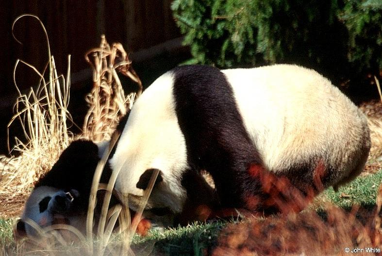 Giant Pandas007-by John White.jpg