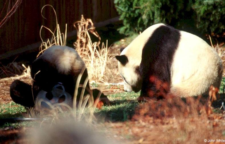Giant Pandas008- Doing the head stand -by John White.jpg