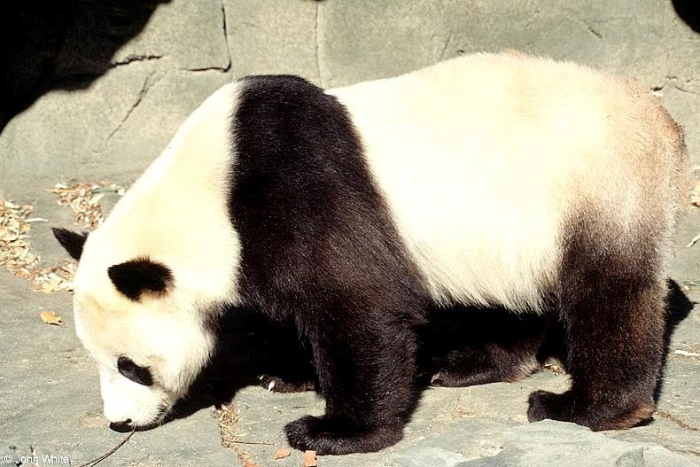 Giant Pandas022-by John White.jpg