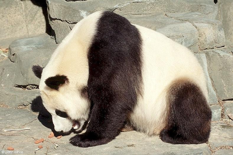 Giant Pandas027-by John White.jpg