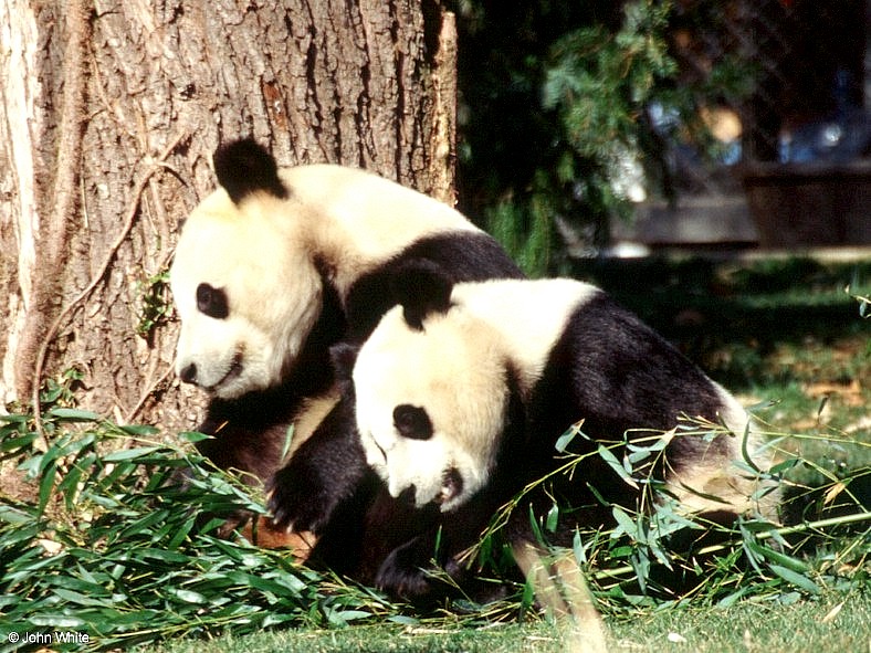 Giant Pandas - after lunch nap-by John White.jpg