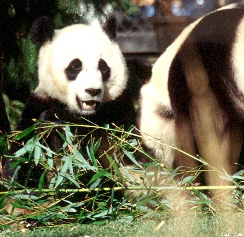Giant Pandas - greeting-by John White.jpg
