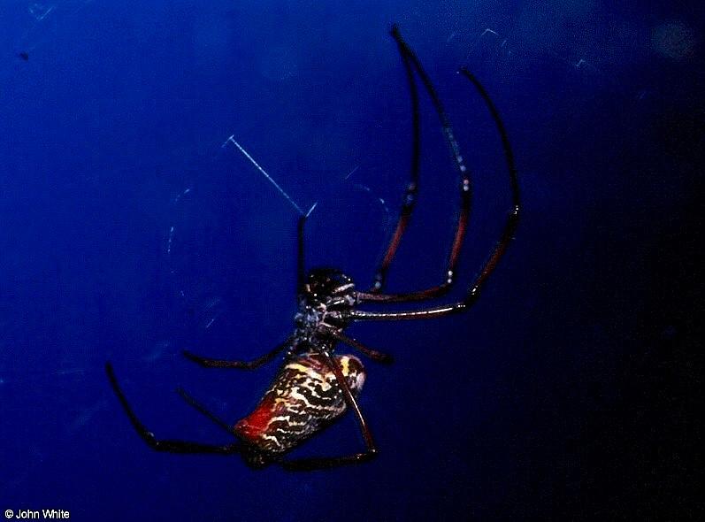 Giant orb spider-by John White.jpg