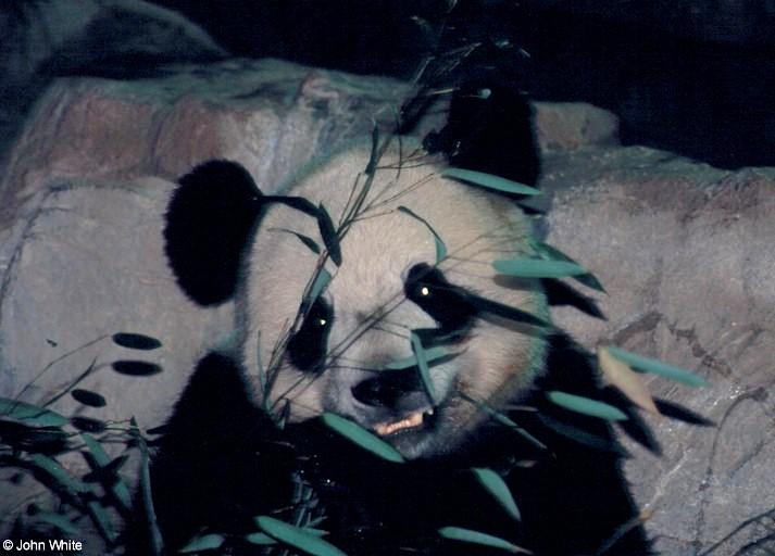 Giant panda001-by John White.jpg