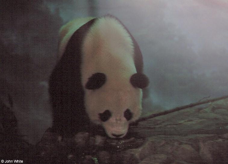 Giant panda004-by John White.jpg