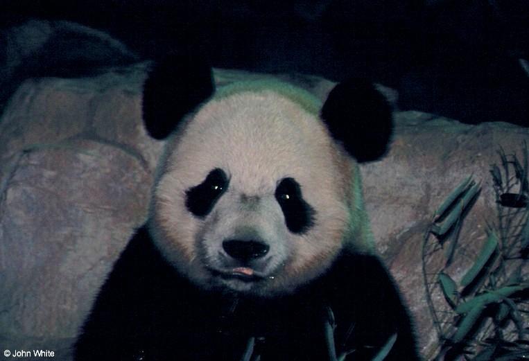 Giant panda005-by John White.jpg