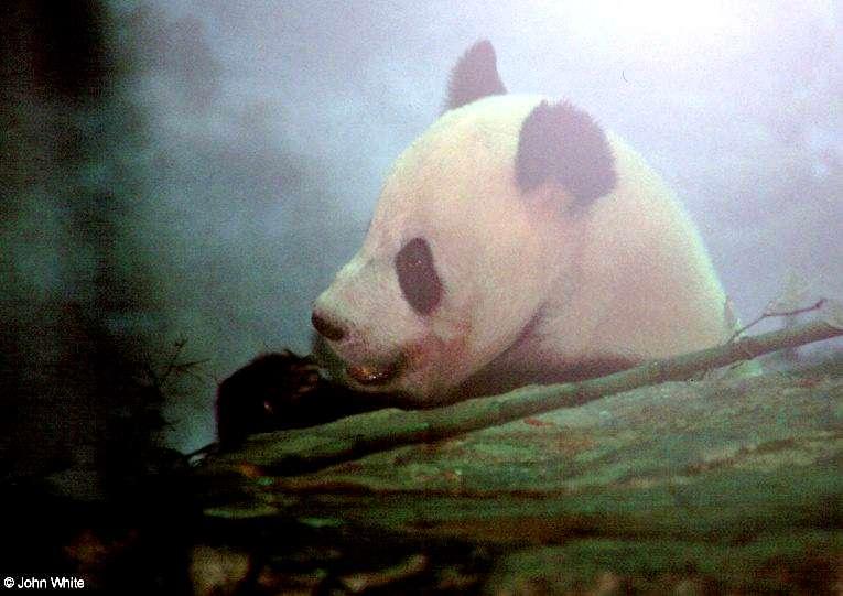 Giant panda006-by John White.jpg