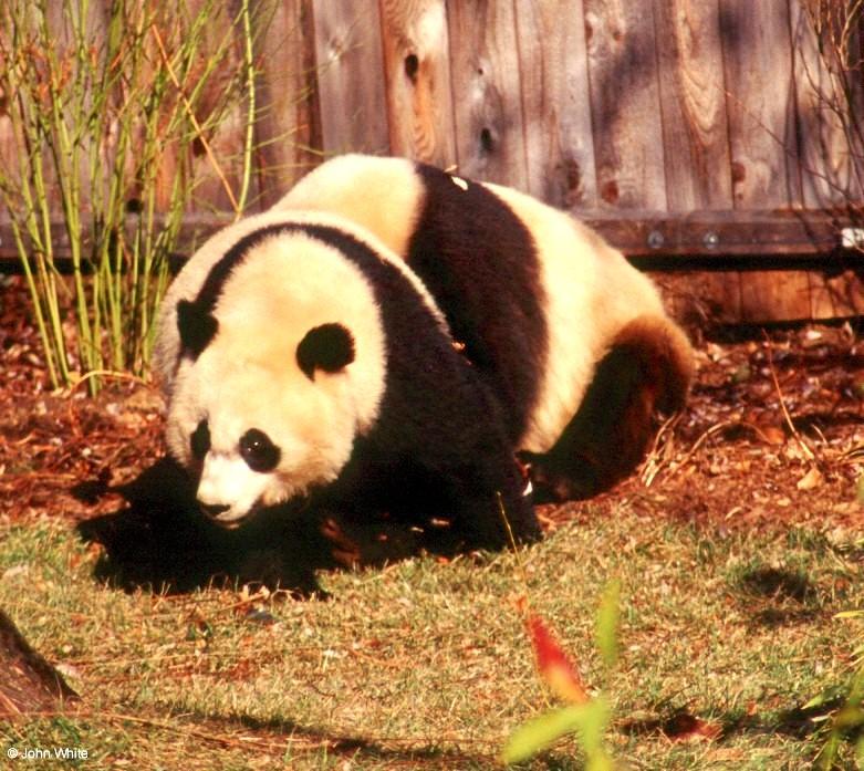 Giant pandas004-by John White.jpg