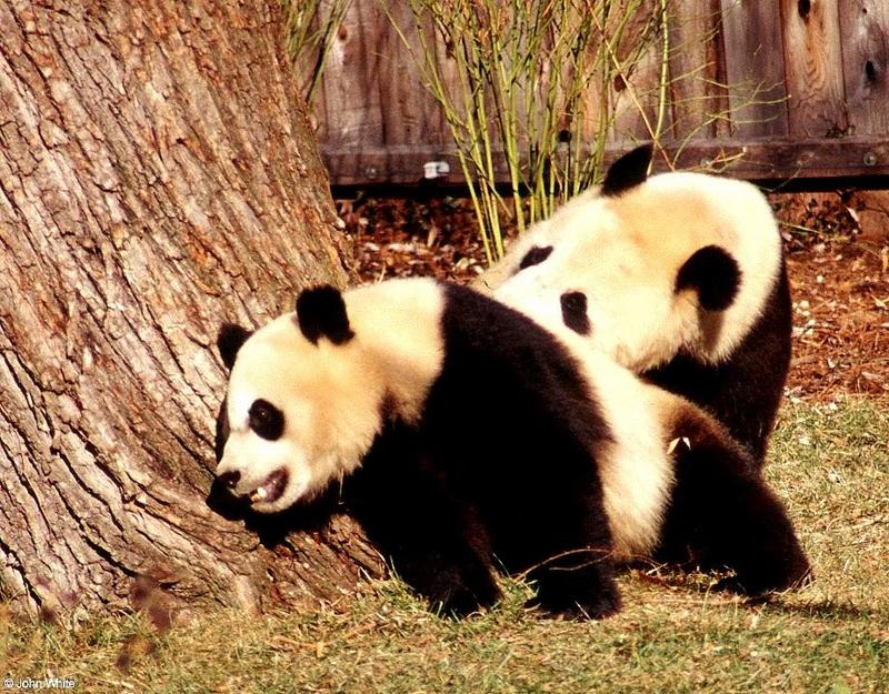 Giant pandas005-by John White.jpg