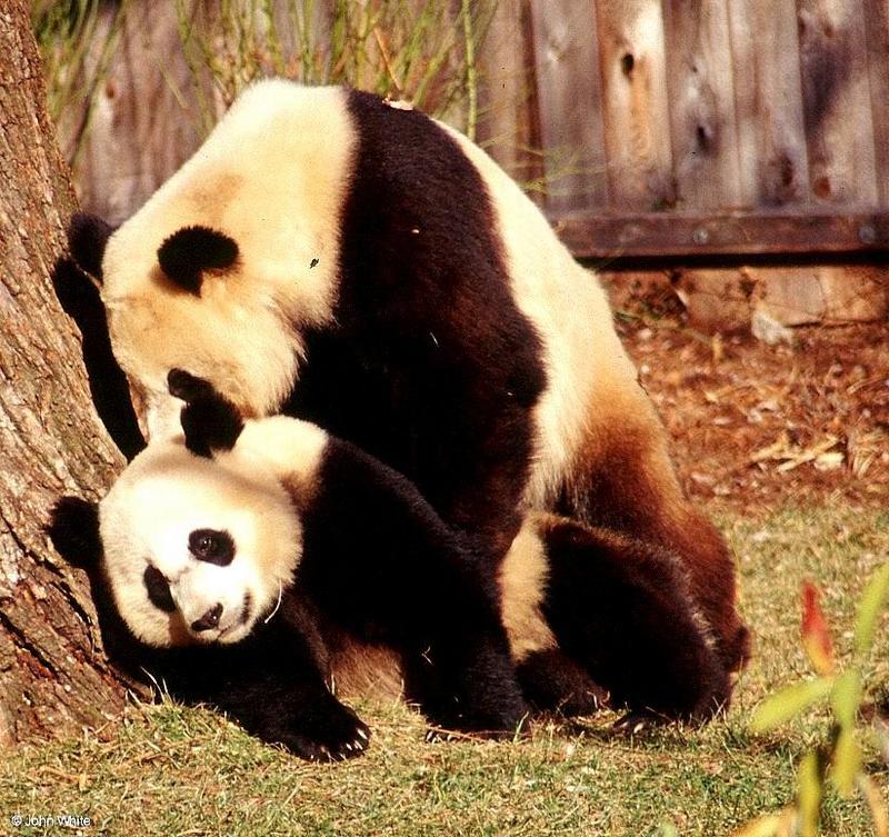 Giant pandas006-by John White.jpg