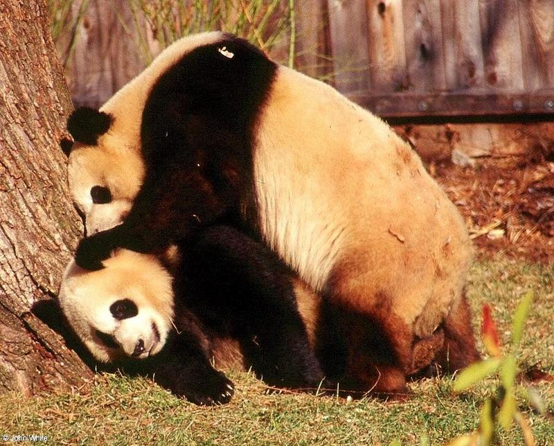 Giant pandas007-by John White.jpg