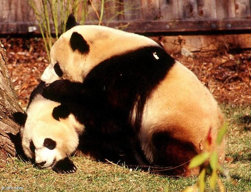 Giant pandas008-by John White.jpg