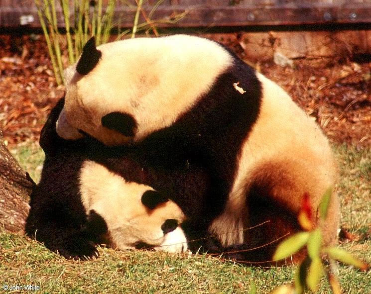 Giant pandas009-by John White.jpg