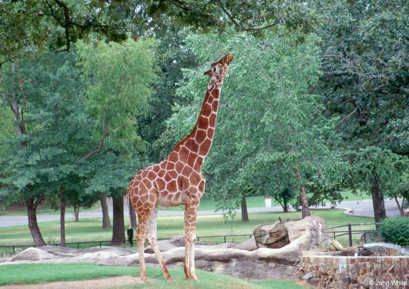 Giraffe-by John White.jpg