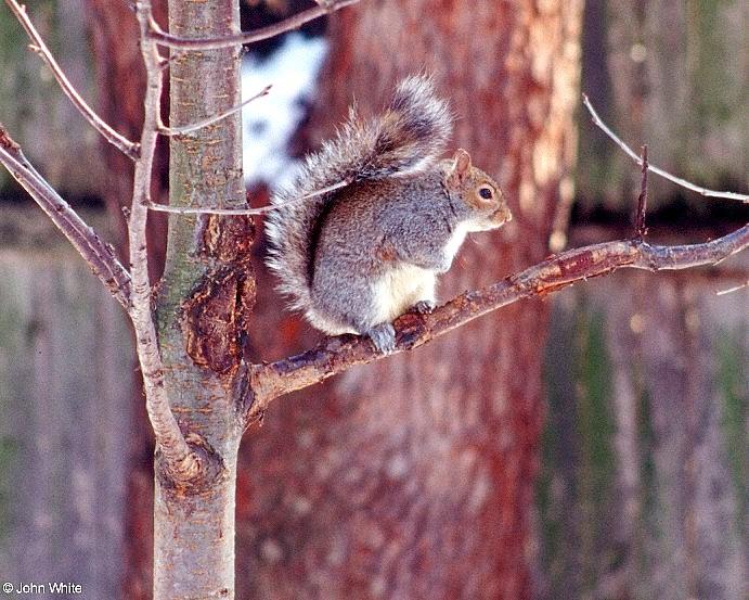 Gray Squirrel 2001-005-by John White.jpg