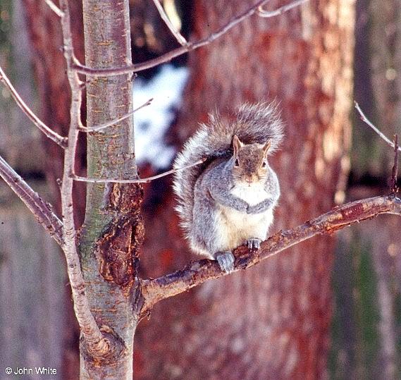 Gray Squirrel 2001-006-by John White.jpg