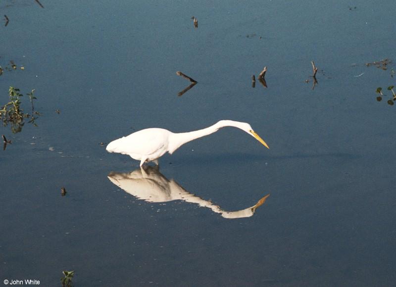 Great Egret hunting001-by John White.jpg