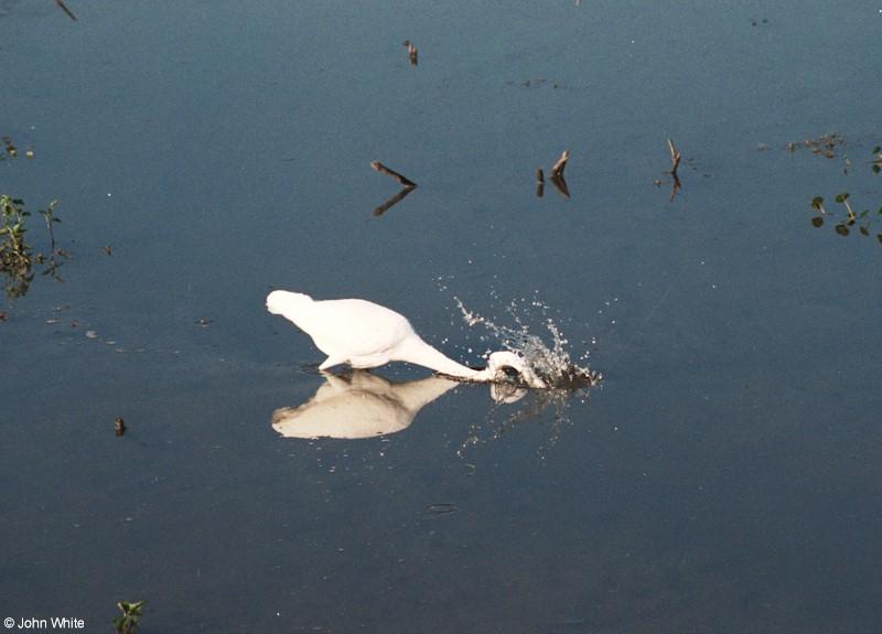 Great Egret hunting002-by John White.jpg