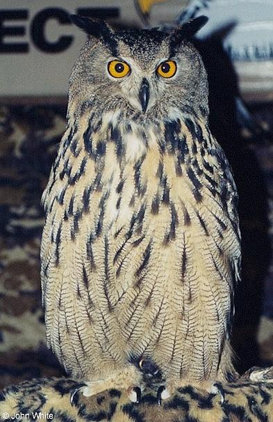 Great Horned Owl Bubo virginianus 002-by John White.jpg