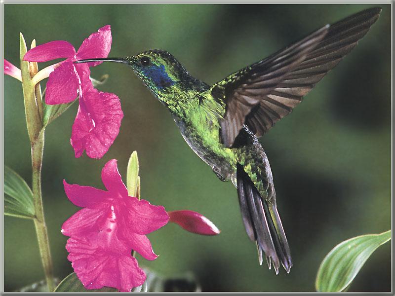 GreenViolet-earedHummingbird 01-Sipping nectar.JPG