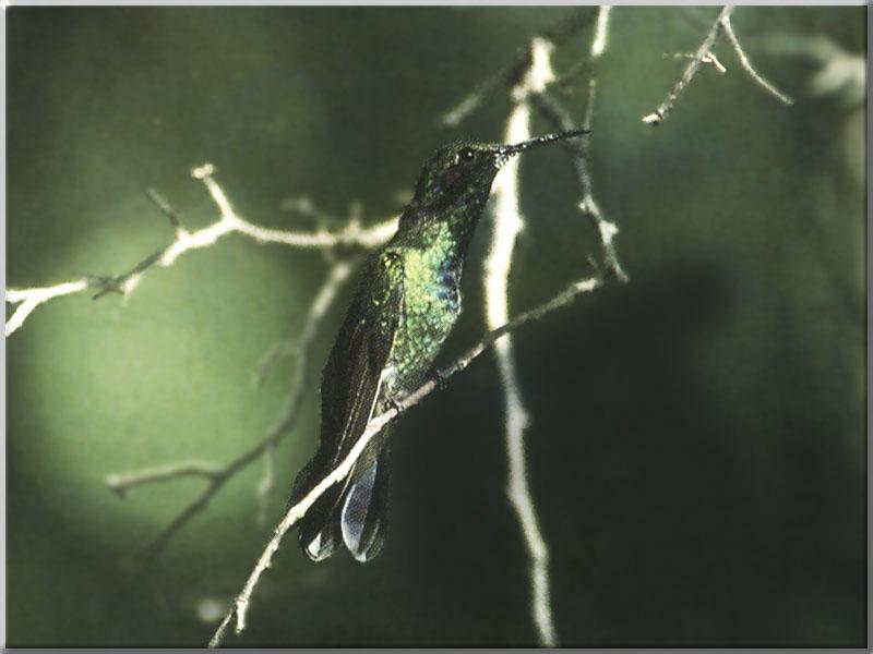 GreenViolet-eareddHummingbird 04-Perching on thin branch.JPG