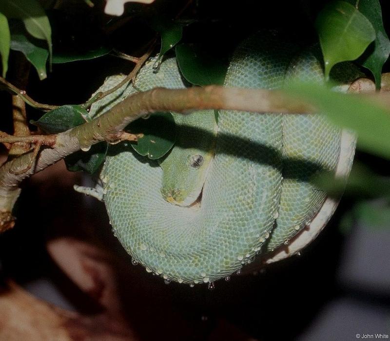 Green tree python-by John White.jpg