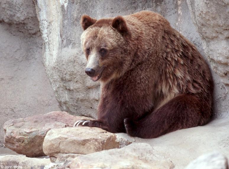 Grizzly bear0001-by John White.jpg
