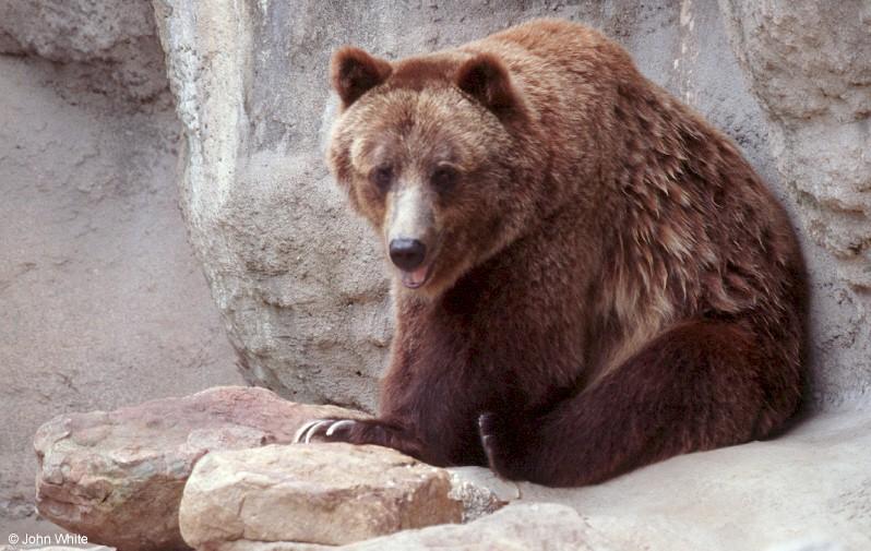 Grizzly bear0002-by John White.jpg