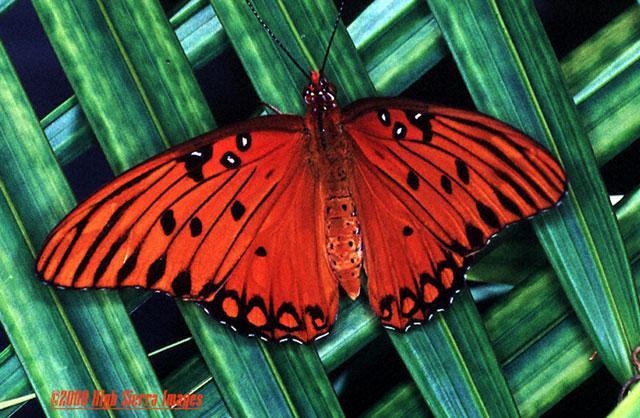 Gulf Fritillary Butterfly1-by Jose Sierra Jr.jpg