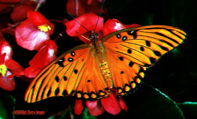 Gulf Fritillary Butterfly2-by Jose Sierra Jr.jpg