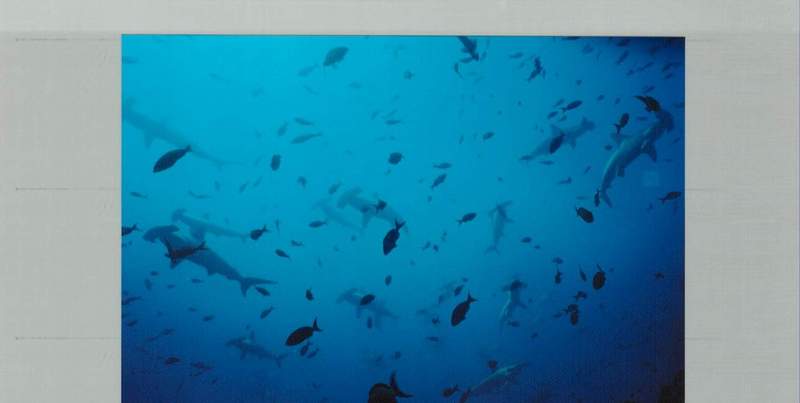 Hammerhead Sharks-in Cocos Island-by Richard Gale.jpg