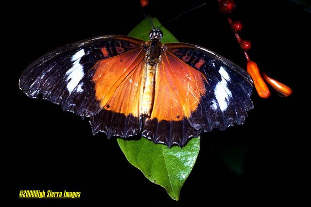 Hecate Butterfly-by Jose Sierra Jr.jpg