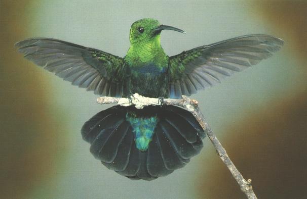 Hummingbird009-GreenFeathers.jpg