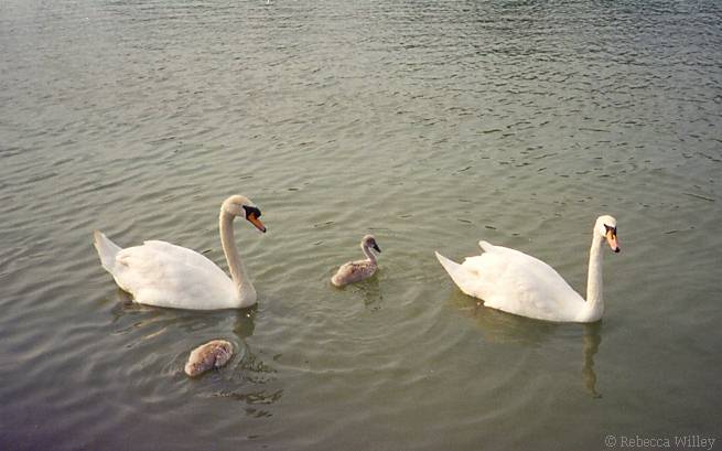 Hyde Park Mute swan pair n babies-by Rebecca Willey.jpg