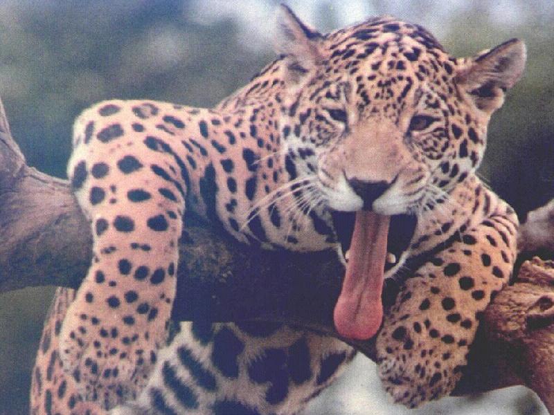Jaguar-yawn-by April Grimm.jpg