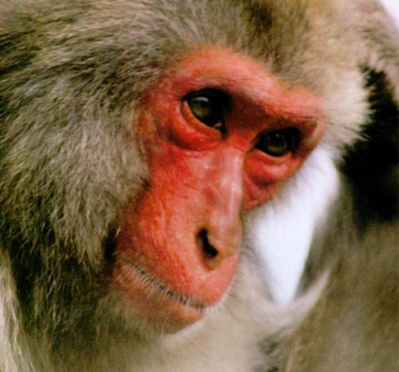 JapaneseMacaque J01-Monkey-red face closeup.jpg