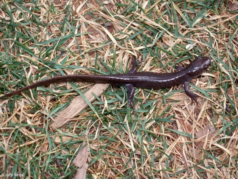 Jefferson Salamander-Ambystoma jeffersonianum 001-by John White.jpg