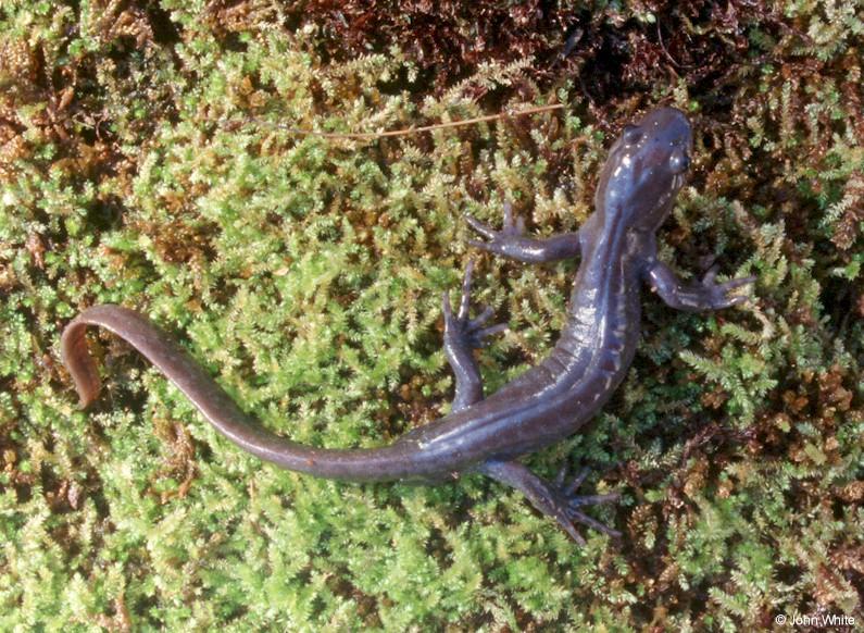Jefferson Salamander-Ambystoma jeffersonianum 002-by John White.jpg