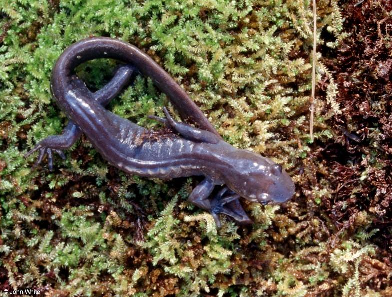 Jefferson Salamander-Ambystoma jeffersonianum 003-by John White.jpg