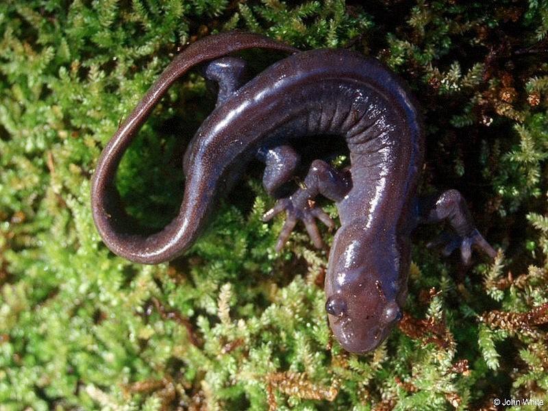 Jefferson Salamander-Ambystoma jeffersonianum 007-by John White.jpg