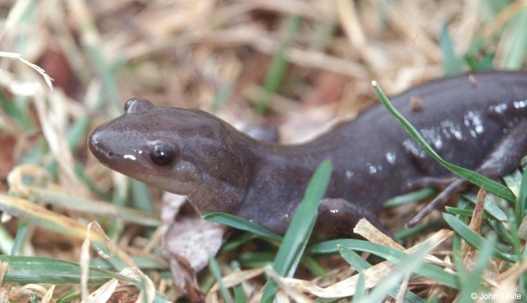 Jefferson Salamander1-by John White.jpg
