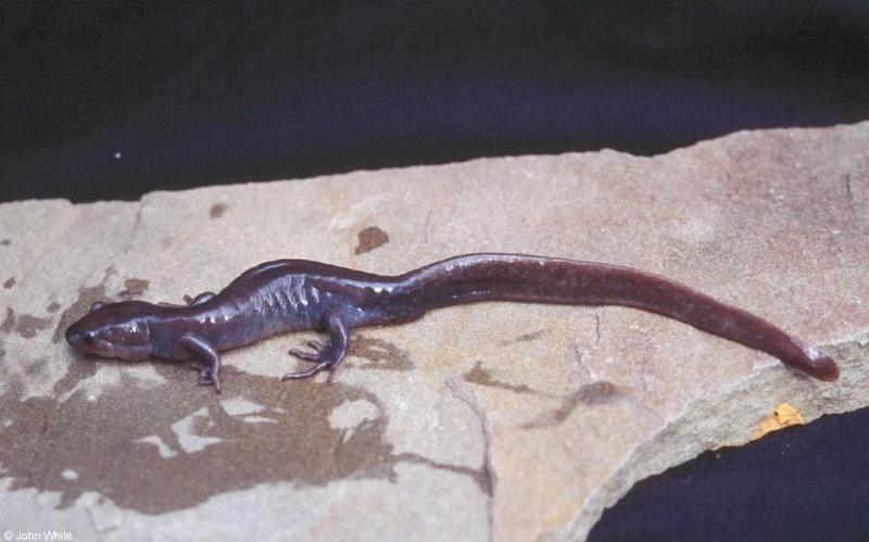 Jefferson Salamander2-by John White.jpg