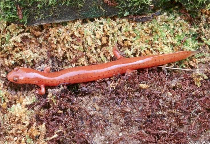 Kentucky Spring Salamander  Gyrinophilus p. duryi lr1-by John White.jpg
