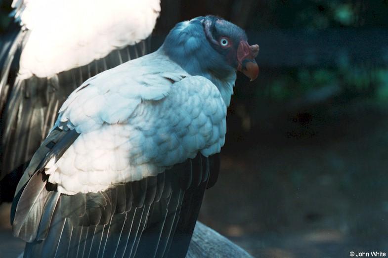 King vulture-by John White.jpg