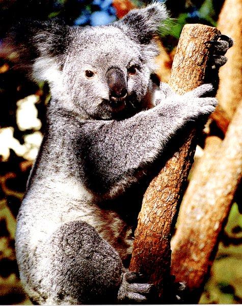 Koala 1-by Les Thurbon.jpg