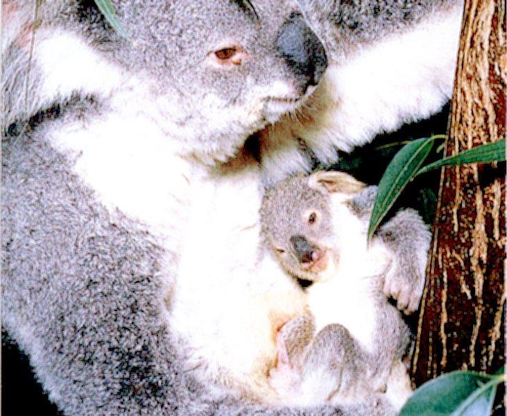 Koala 3-by Les Thurbon.jpg