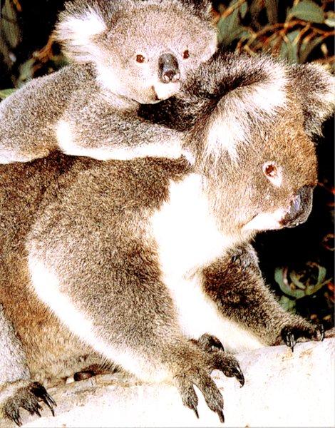 Koala 5-by Les Thurbon.jpg