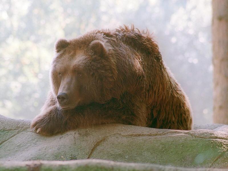 Kodiak004-Brown Bear-by Ralf Schmode.jpg