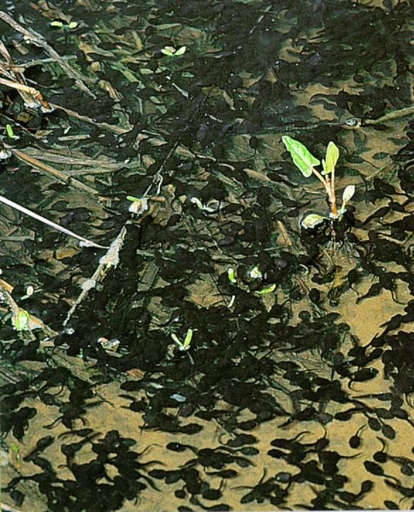 KoreanAmphibian CommonToad J10-pool of tadpoles.jpg